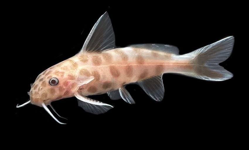 Synodontis Petricola Var-Synodontis Pink Petricola