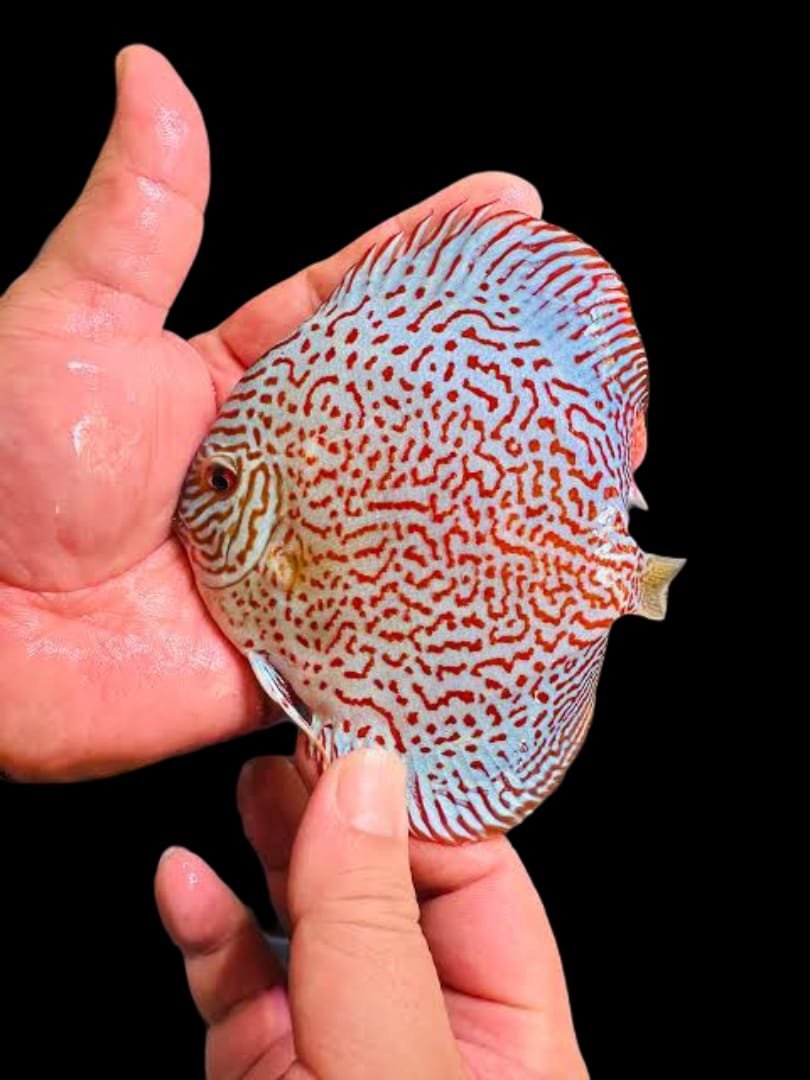Symphysodon sp-Panthera