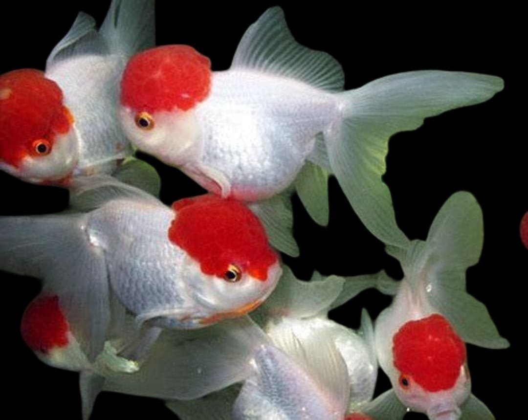 Carassius Auratus-Red Cap Goldfish