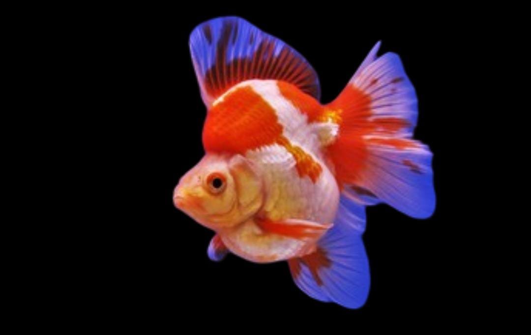 Carassius Auratus-Ryukin Goldfish
