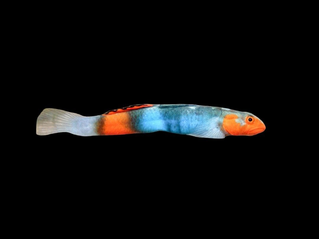 Lentipes Kaaea