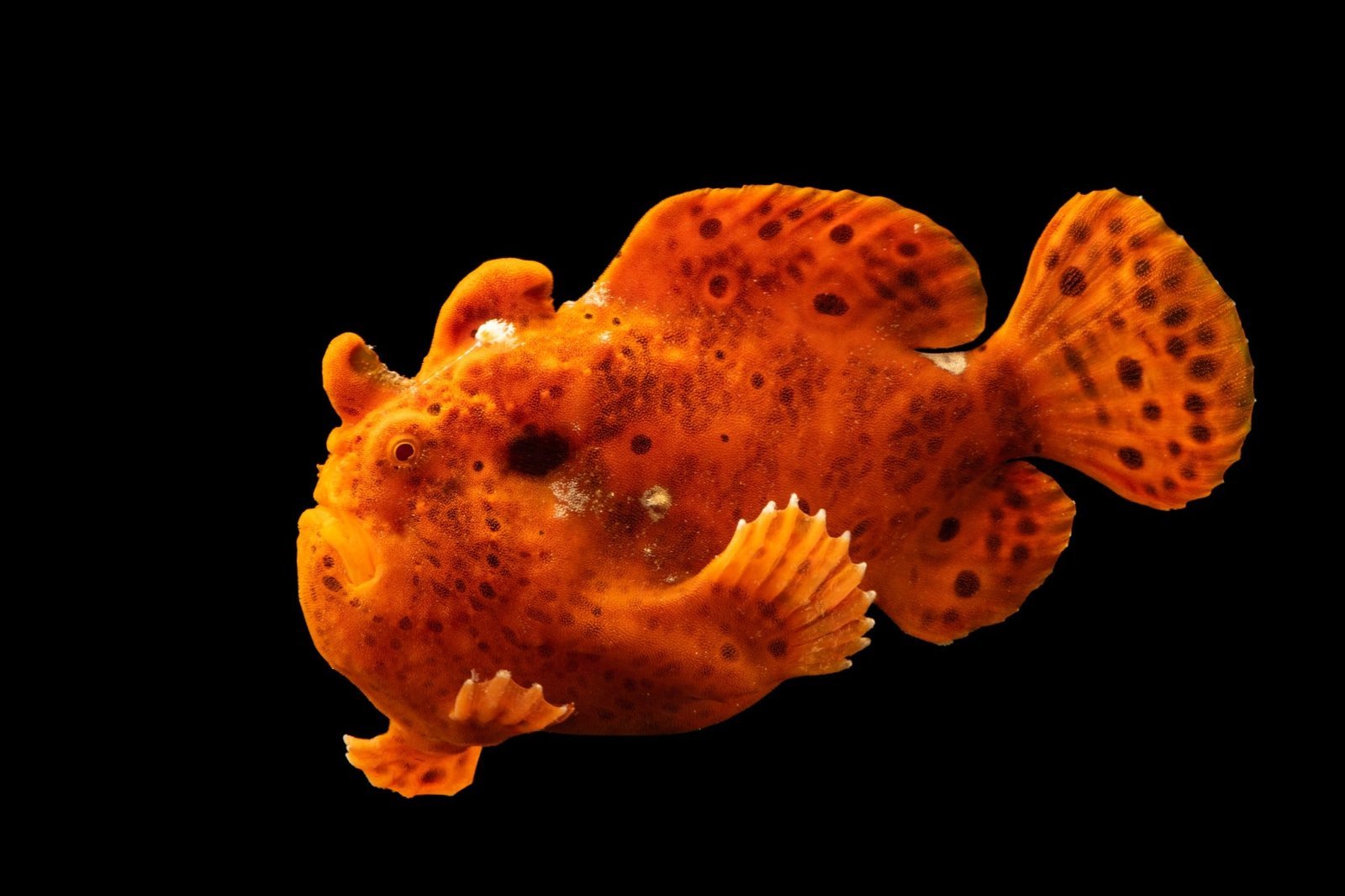 Antennarius Biocellatus var/Red Freshwater Frogfish