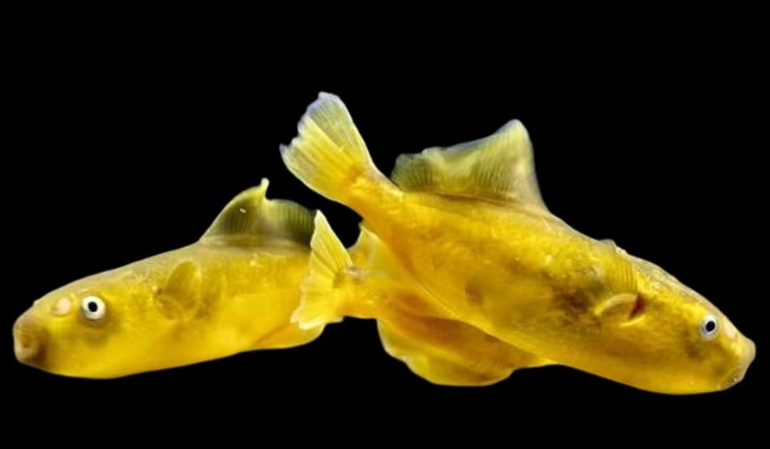 Chonerhinos Naritus/Yellow Puffer