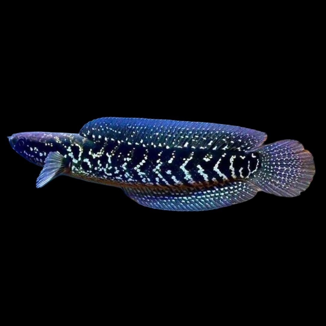 Channa Asiatica Fullspot