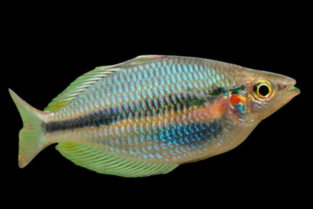 Chilatherina Fasciata Membramo-Mamberamo Fasciata Rainbowfish