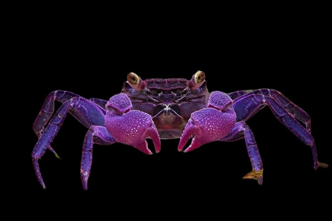 Malayopotamon Granulatum-Javan Purple Crab