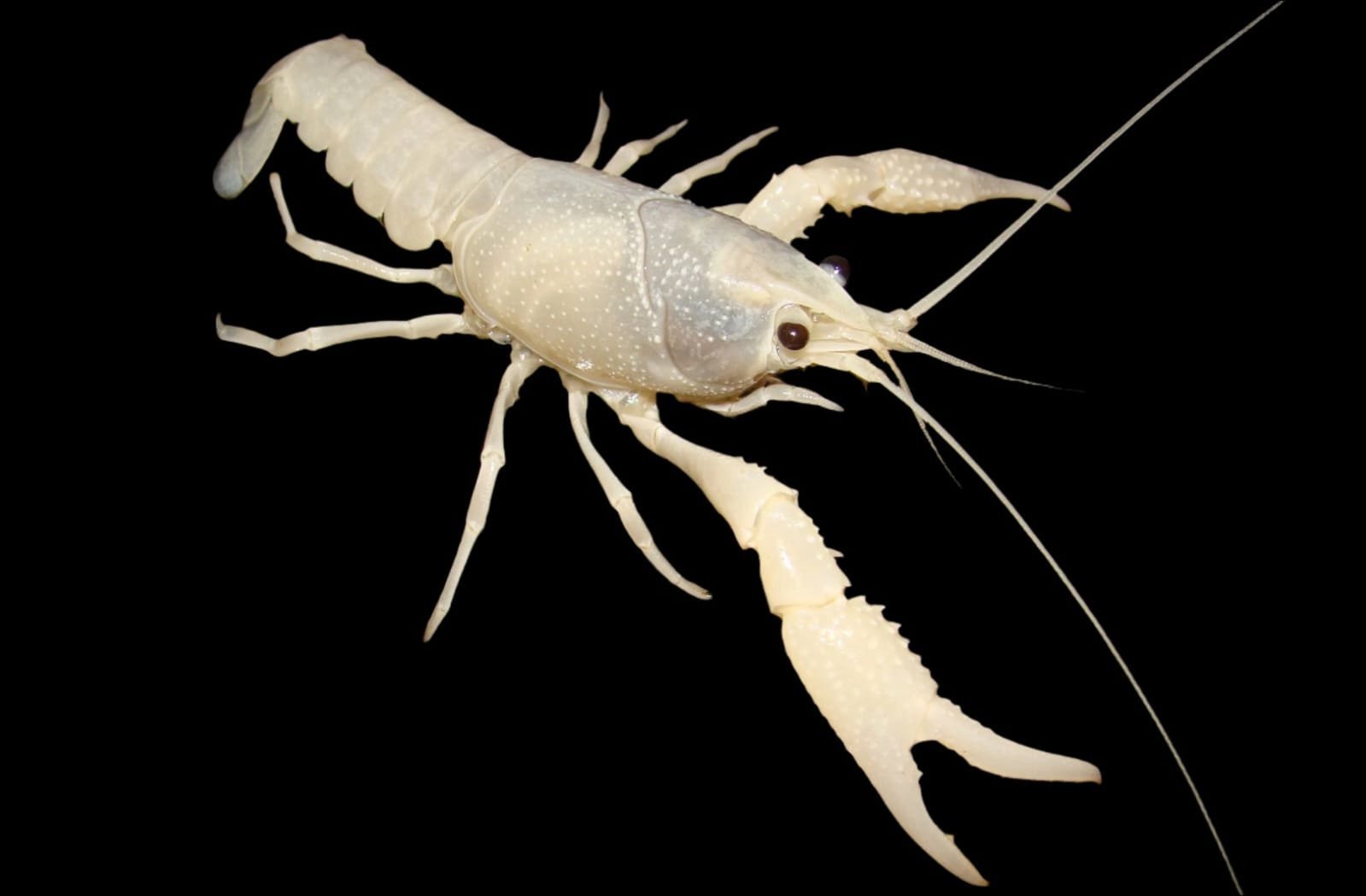 Procambarus Clarkii var-Snow White Red Swamp Crayfish