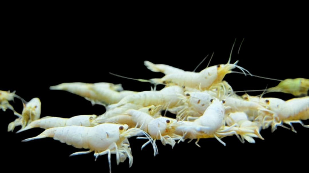 Caridina Cantonensis var-Snow Bool/White Shrimp