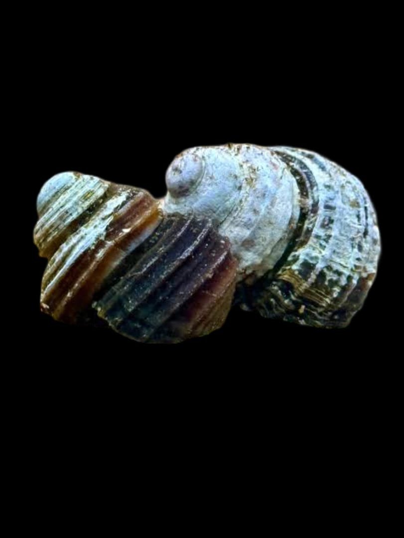 Celetaia Persculpta-Poso Turbo Snail