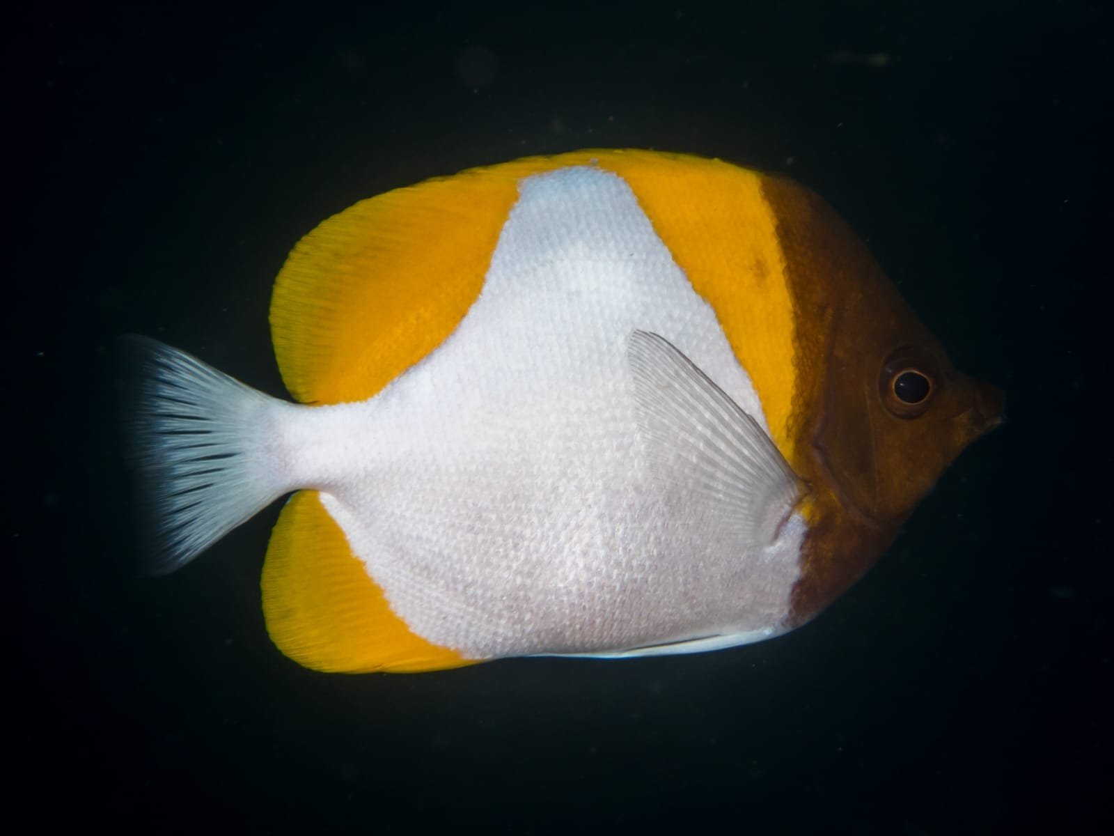 Hemitaurichthys Polylepis (Pyramid Butterflyfish)