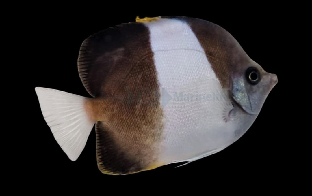 Hemitaurichthys Zoster (Brown-And-White Butterflyfish)
