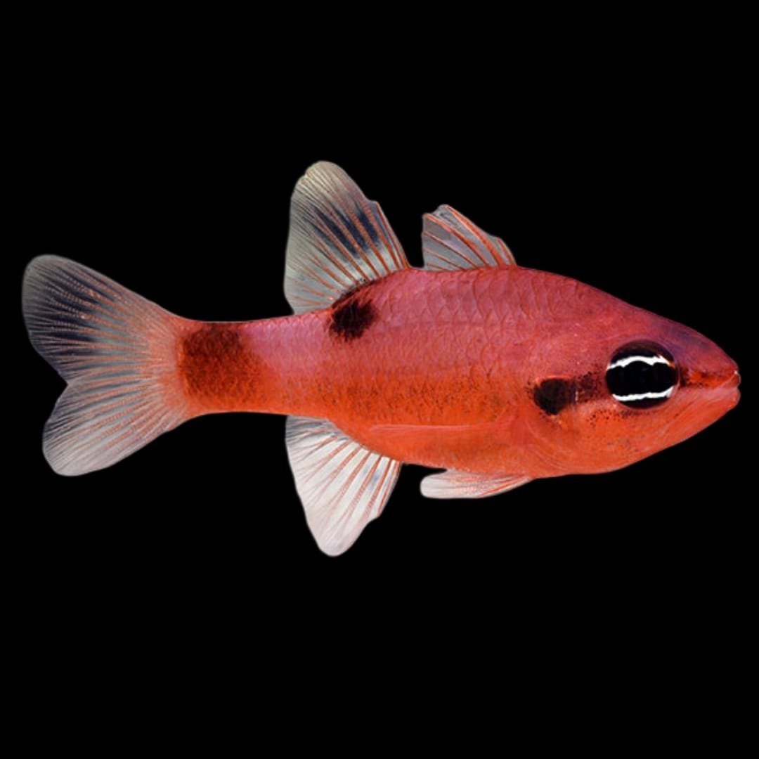 Apogon Coccineus (Red Ruby Cardinal)