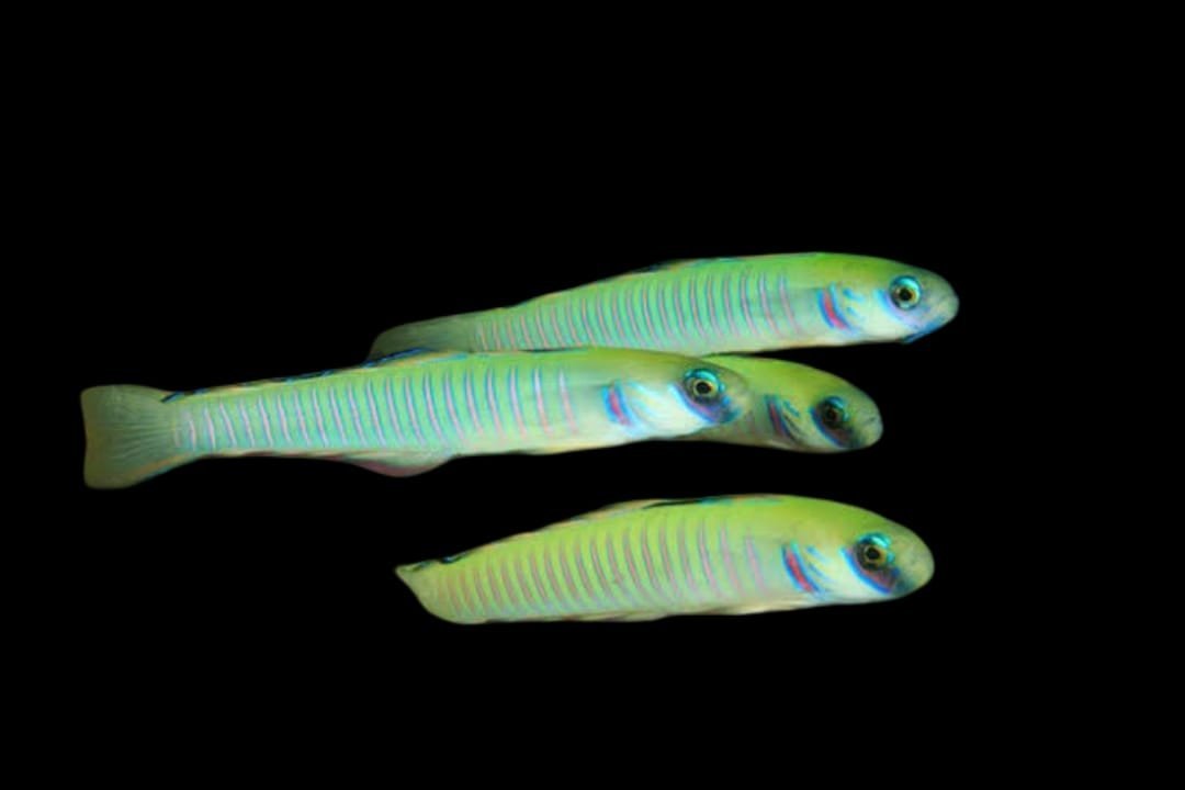 Zebra Dartfish (Ptereleotris Zebra)