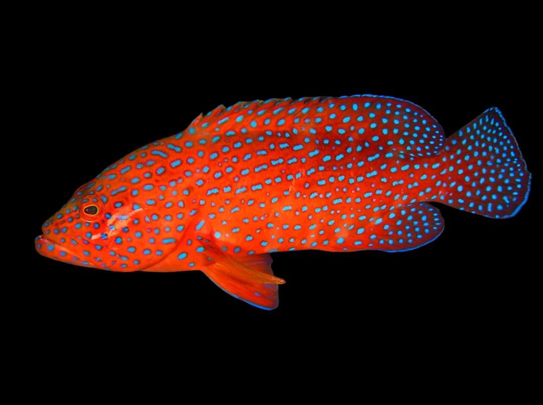 Cephalopholis Miniata (Coral Grouper)