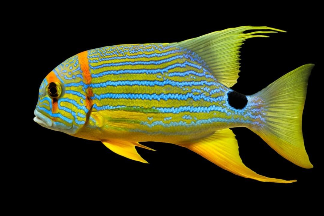 Symphorichthys Spilurus (Blue and Gold Striped Snapper) Juvenile
