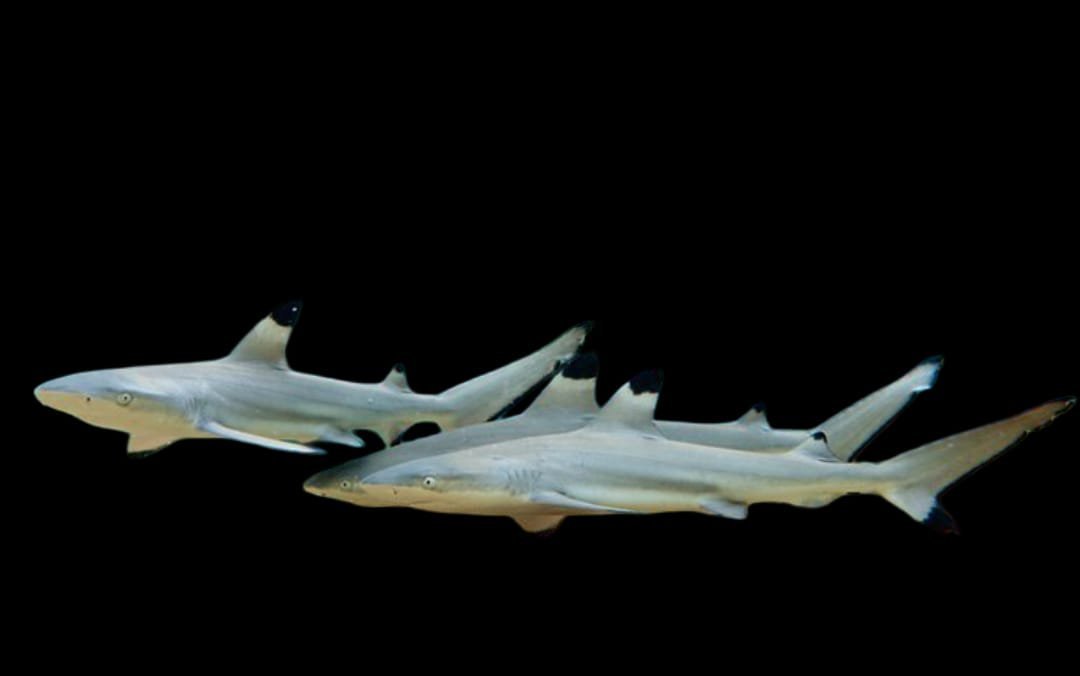 Carcharhinus melanopterus (Black Tip Reef Shark) Juvenile