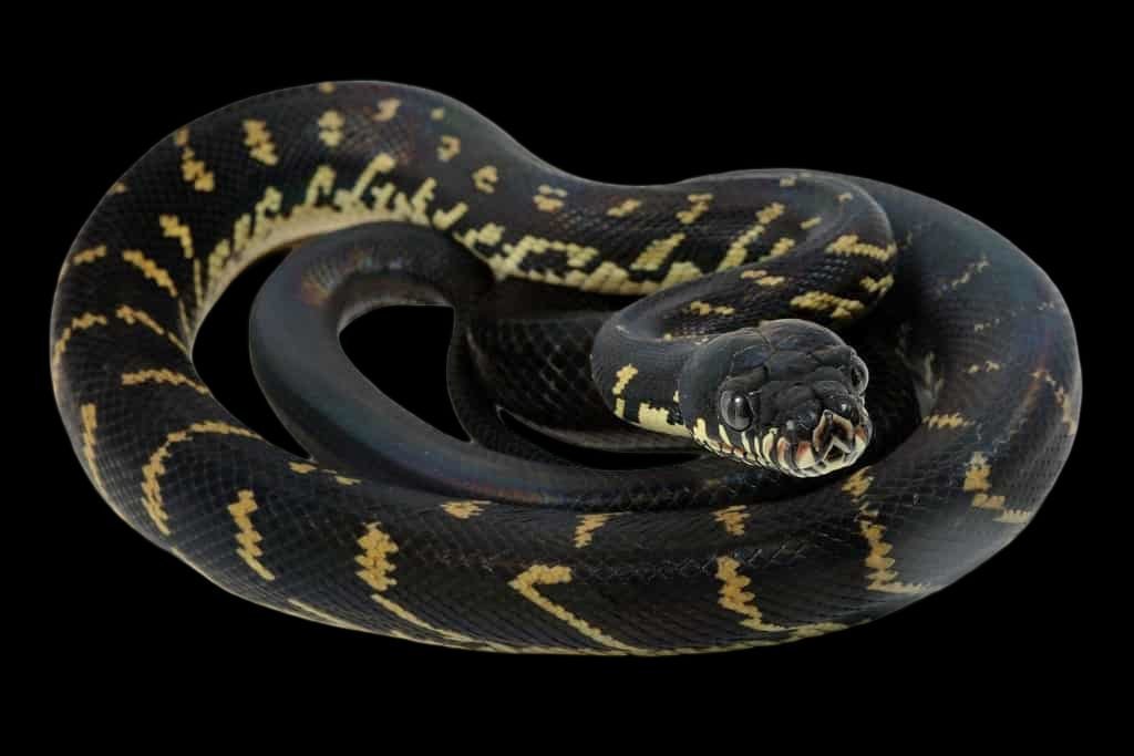 Boelen's Python Papua Adult