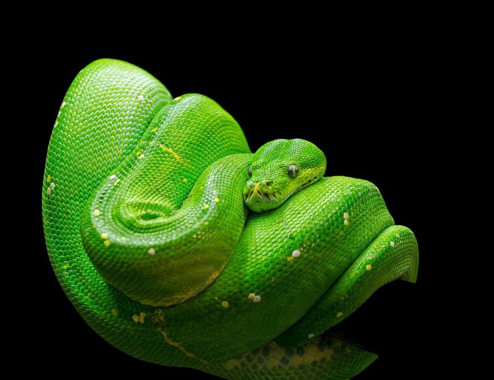 Green Tree Python (Adult)