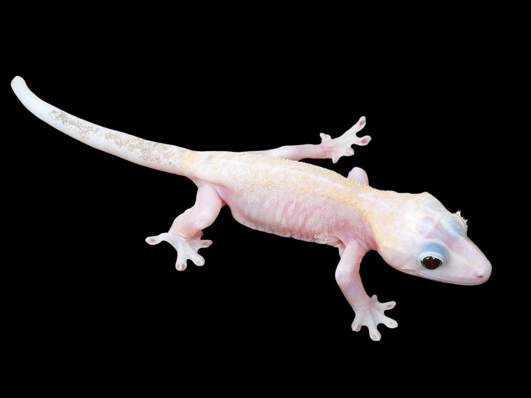 Gecko-Leucistic Pied