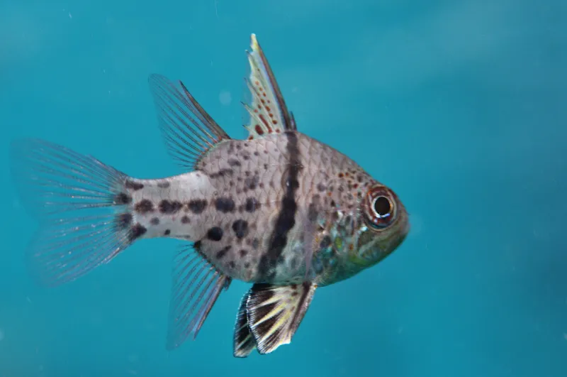 Sphaeramia Orbicularis (Orbiculate Cardinalfish)